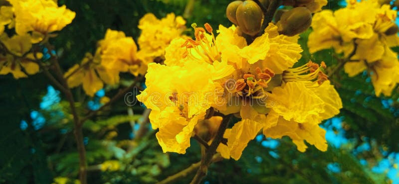 Peltophorum pterocarpum żółty flamree copperpod piękne kwiaty fotografia royalty free