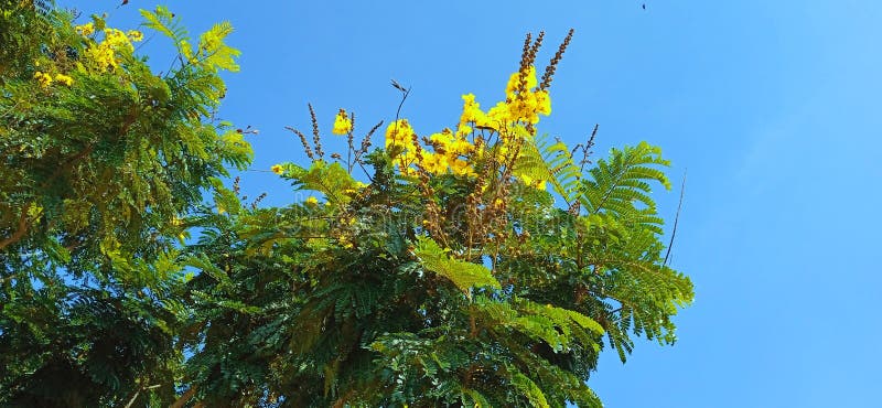 Peltophorum pterocarpum żółty gulmohar fotografia royalty free