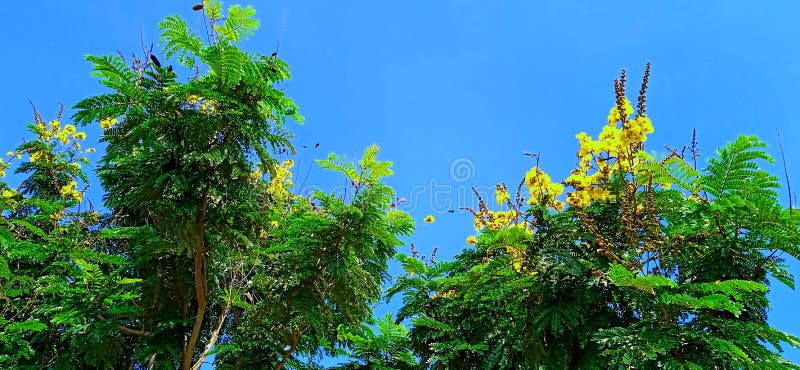 Peltophorum pterocarpum żółty płomień żółty pineciana snap zdjęcie royalty free