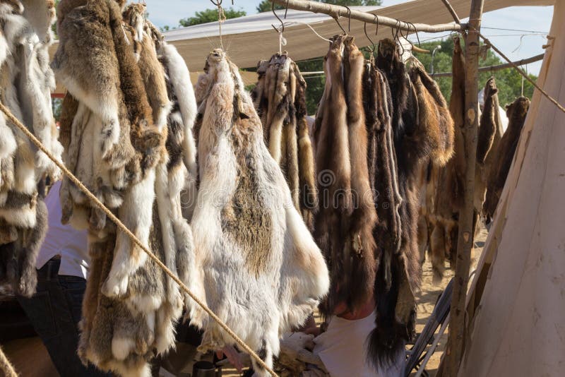 Pelts of Fur Animals Hang on Rope Stock Photo Image of animal, hide