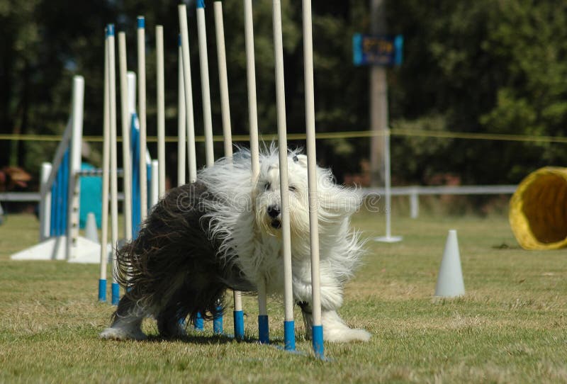 Cão Pastor Inglês Velho Que Está Na Grama Imagem de Stock - Imagem de  velho, fundo: 38260829