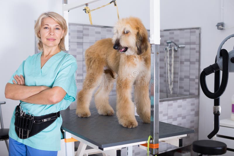 Peluquero de la mujer que presenta con el pastor afgano del perrito en el salón de belleza para los animales fotos de archivo Peluquero de la mujer que presenta con el pastor afgano del perrito en el salón de belleza para los animales fotos de archivo