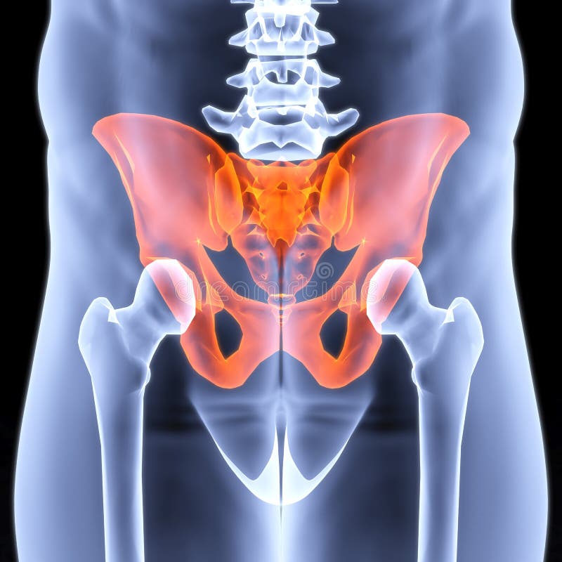 Male pelvis under the X-rays. pelvis is highlighted in red. Male pelvis under the X-rays. pelvis is highlighted in red.