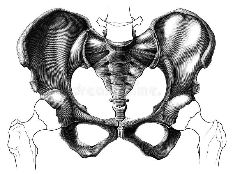 Pelvic bone anatomy vintage engraving illustration isolated on w