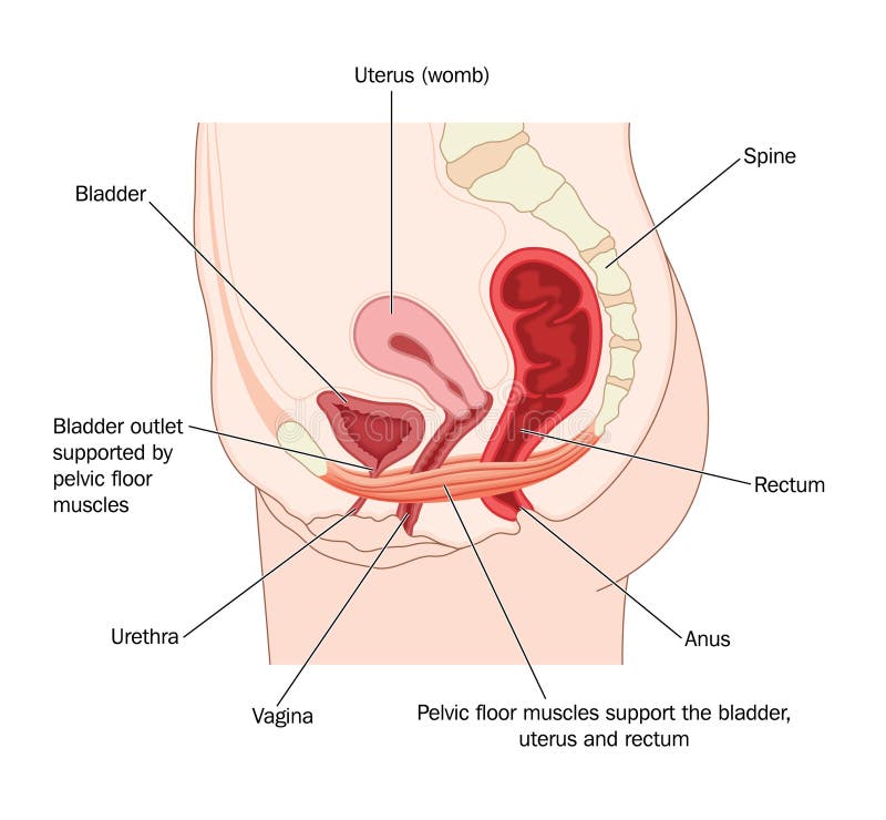 Free Pelvic Floor Muscles Royalty Free Stock Photography - 41894427