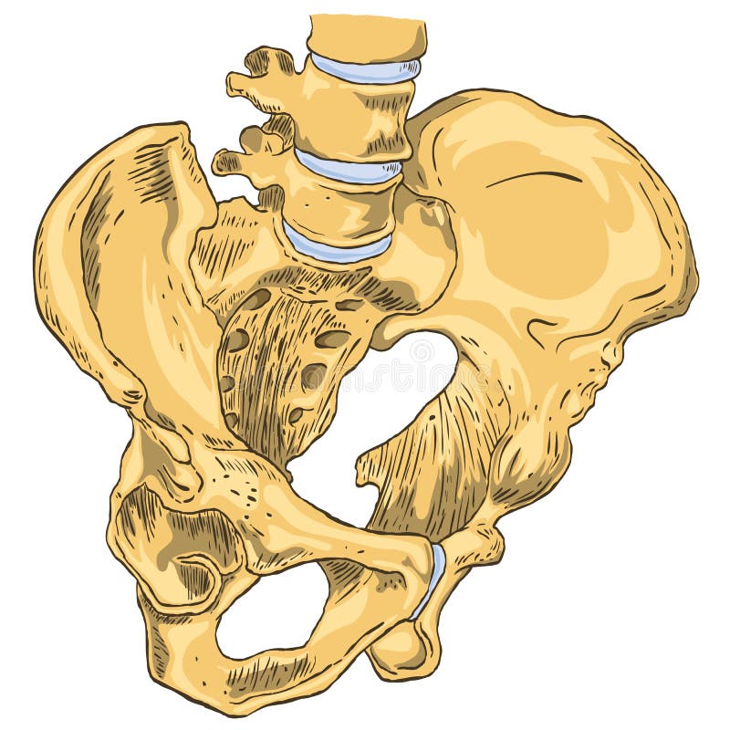 Pelvic Girdle Stock Illustrations – 317 Pelvic Girdle Stock Illustrations,  Vectors & Clipart - Dreamstime