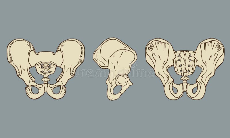 Pelvis anatomii paczki Kośćcowy wektor ilustracja wektor Pelvis anatomii paczki Kośćcowy wektor ilustracja wektor