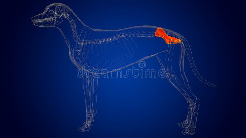 Pelvis Bones Dog Skeleton Anatomy for Medical Concept 3D Stock Illustration - Illustration of animals, lumbar: 227514512 Pelvis Bones Dog Skeleton Anatomy for Medical Concept 3D Stock Illustration - Illustration of animals, lumbar: 227514512