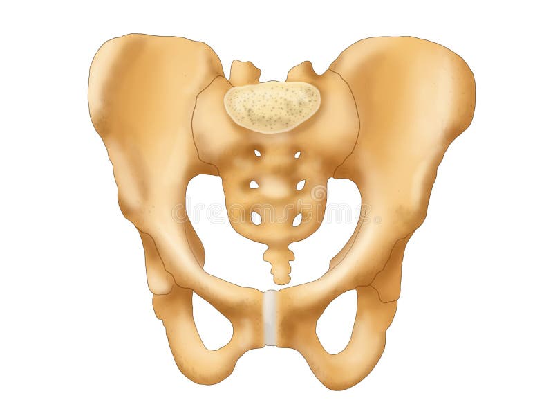 Pelvis Bones Stock Illustration Illustration Of Medical 175698654