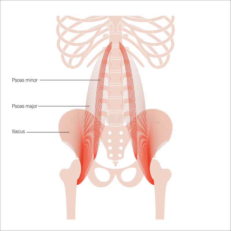 483_Bones of the Pelvis stock vector. Illustration of sketch - 241270773