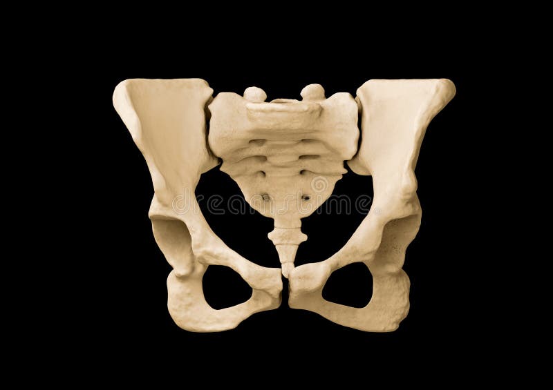 14,000+ Pelvis Anatomy Stock Photos, Pictures & Royalty-Free