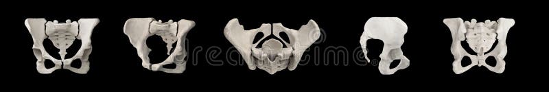 Hip - Pelvic Bone, Os Illustration - of superior, system: 82156165