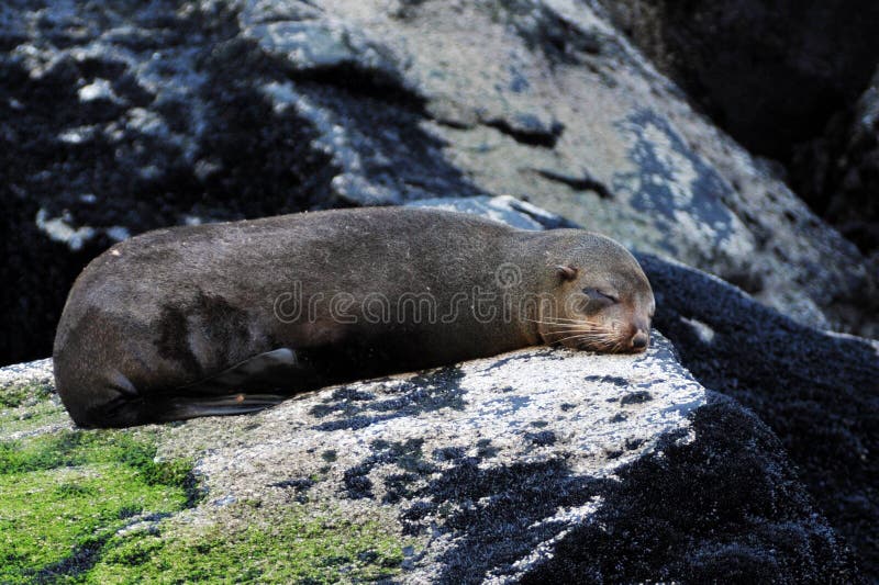 A fur seal rests on a rock. A fur seal rests on a rock