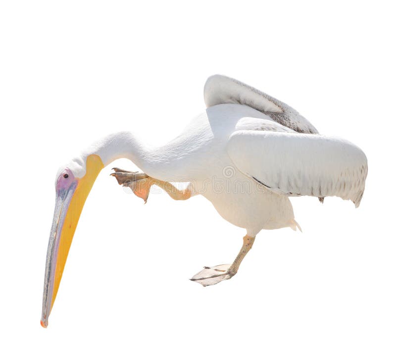 Pelícano blanco hermoso grande aislado en blanco Pelícano lindo divertido del pájaro del parque zoológico foto de archivo libre de regalías Pelícano blanco hermoso grande aislado en blanco Pelícano lindo divertido del pájaro del parque zoológico foto de archivo libre de regalías