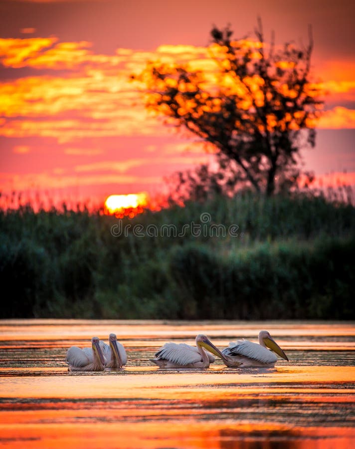 Pelícanos en la salida del sol en el delta de Danubio, Rumania foto de archivo libre de regalías