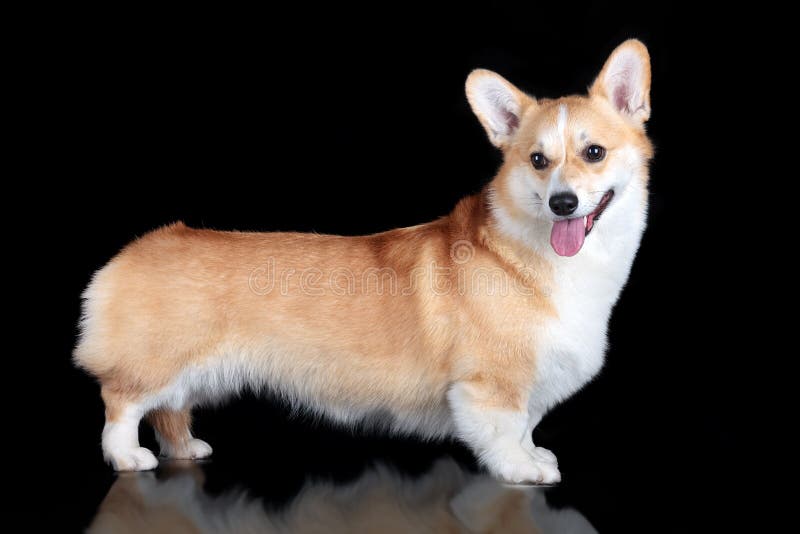 Pembroke corgi royalty free stock image