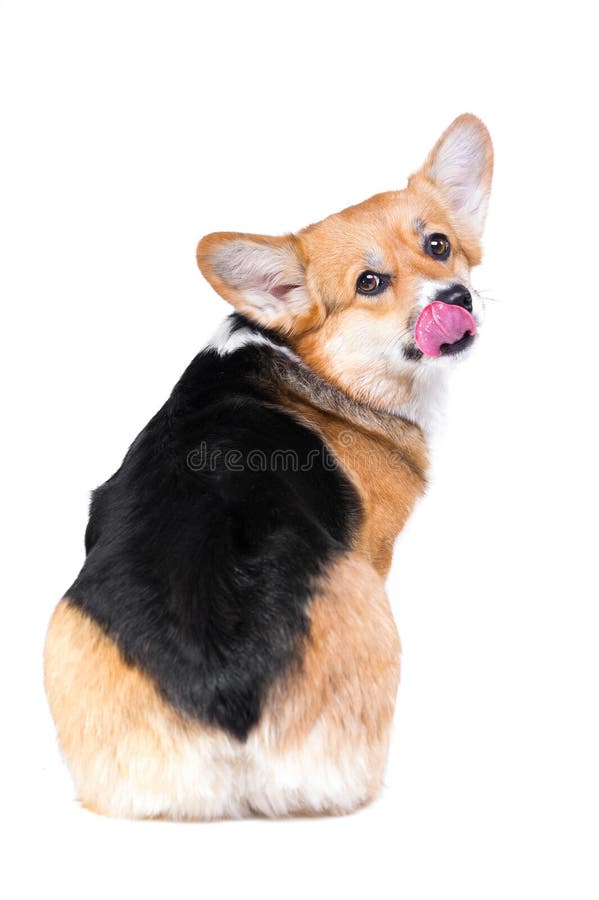 Pembroke do corgi de Galês no estúdio isolado no fundo branco fotos de stock Pembroke do corgi de Galês no estúdio isolado no fundo branco fotos de stock