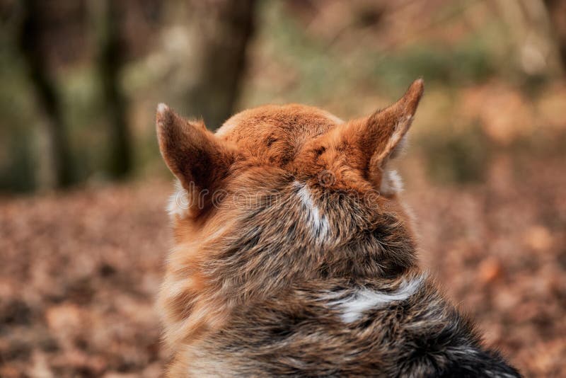 O Pastor Inglês é O Mais Inteligente Do Mundo. Collie Da Fronteira Marrom  No Treinamento De Serviço De Pastoreio Fica Feliz Sob a Imagem de Stock -  Imagem de amizade, animais: 215435891