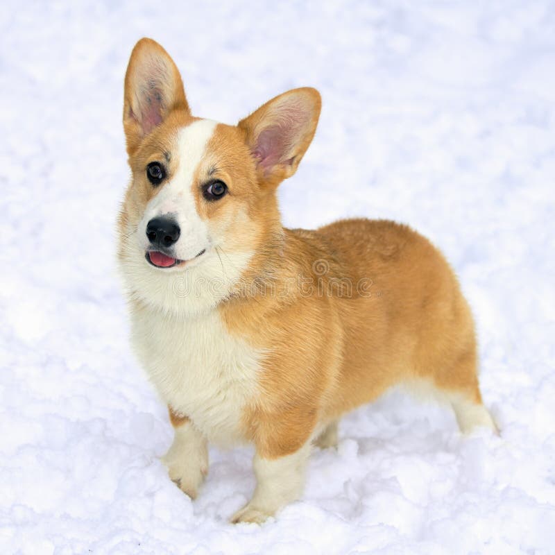 Dog breed Pembroke Welsh Corgi in snow. Dog breed Pembroke Welsh Corgi in snow