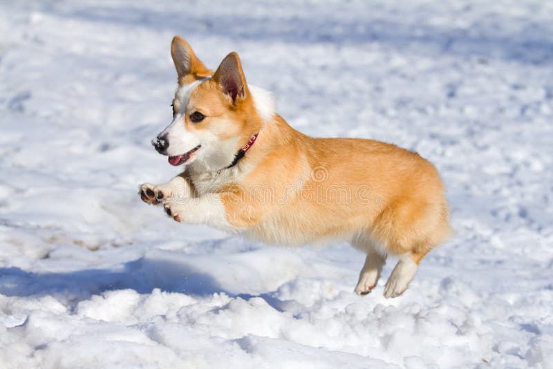 Dog breed Welsh Corgi Pembroke runs through snow. Dog breed Welsh Corgi Pembroke runs through snow