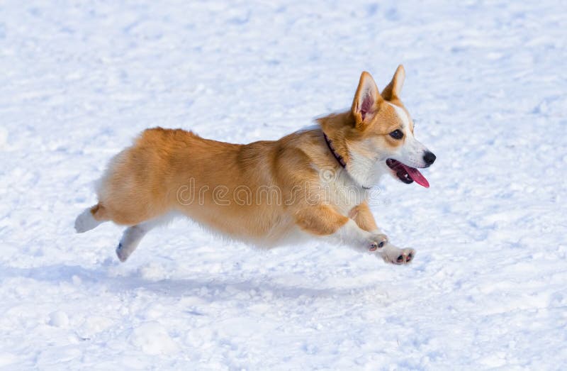 Dog breed Welsh Corgi Pembroke runs through snow. Dog breed Welsh Corgi Pembroke runs through snow