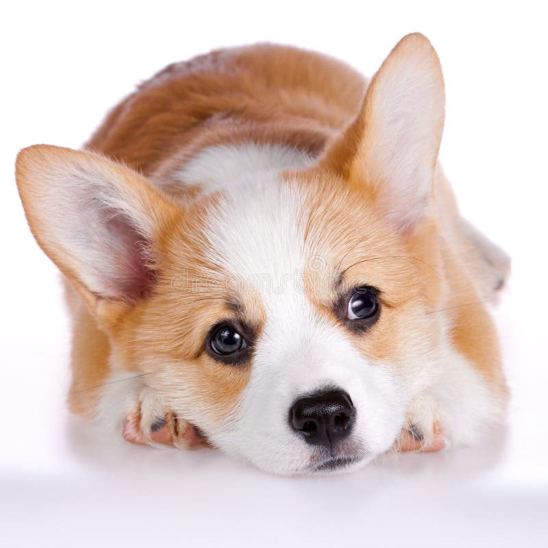 Pembroke Welsh Corgi puppy isolated on a white background. Pembroke Welsh Corgi puppy isolated on a white background