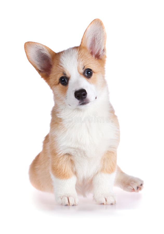 Pembroke Welsh Corgi puppy isolated on a white background. Pembroke Welsh Corgi puppy isolated on a white background