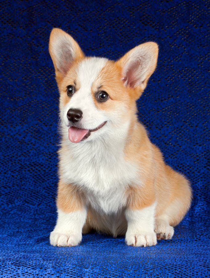 Pembroke Welsh Corgi puppy on a blue background. Pembroke Welsh Corgi puppy on a blue background