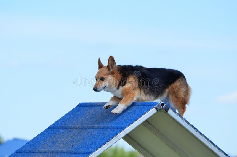 Pembroke Welch Corgi an einem Hundebeweglichkeits-Versuch lizenzfreie stockfotografie Pembroke Welch Corgi an einem Hundebeweglichkeits-Versuch lizenzfreie stockfotografie