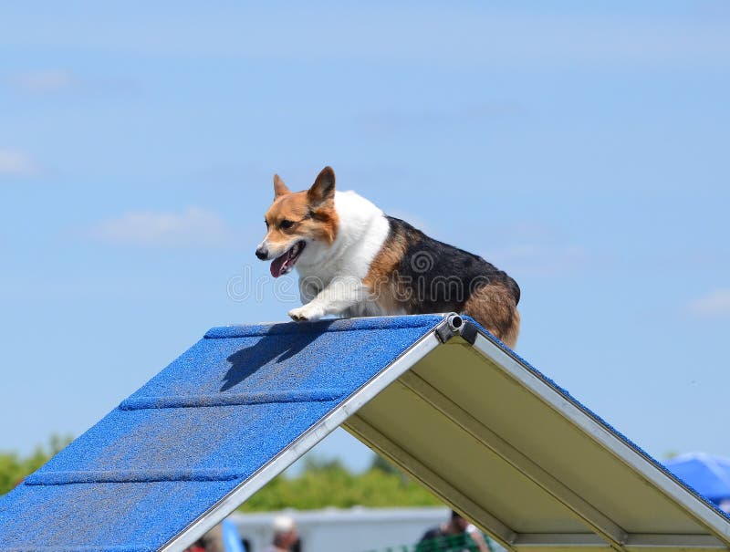 Pembroke Welch Corgi an einem Hundebeweglichkeits-Versuch stockfotografie Pembroke Welch Corgi an einem Hundebeweglichkeits-Versuch stockfotografie