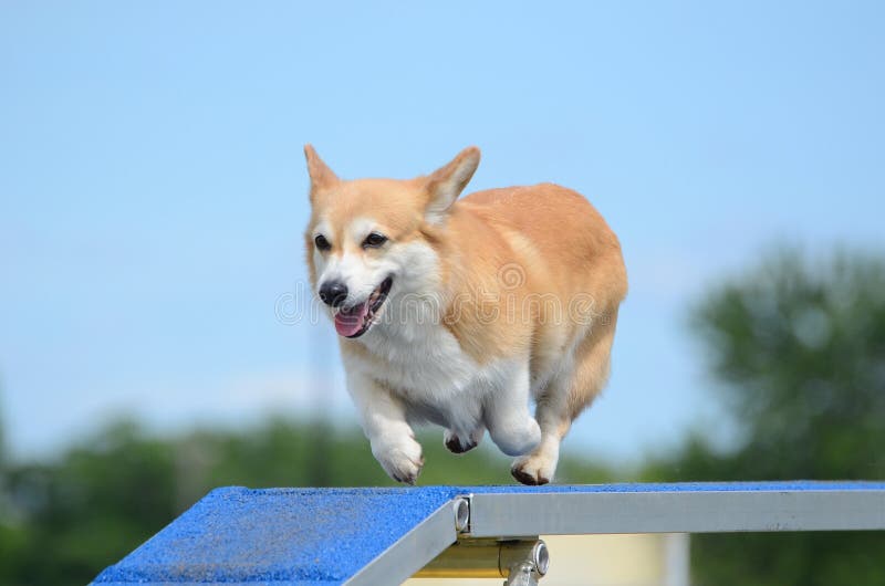 Pembroke Welch Corgi an einem Hundebeweglichkeits-Versuch lizenzfreies stockbild Pembroke Welch Corgi an einem Hundebeweglichkeits-Versuch lizenzfreies stockbild