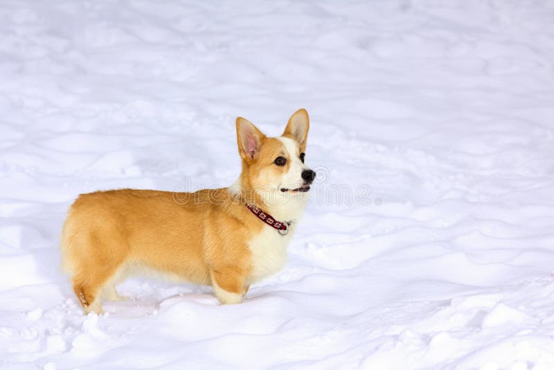 Pembroke Welsh Corgi stock foto's