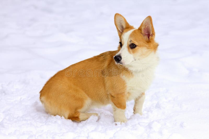 Pembroke Welsh Corgi royalty-vrije stock foto's