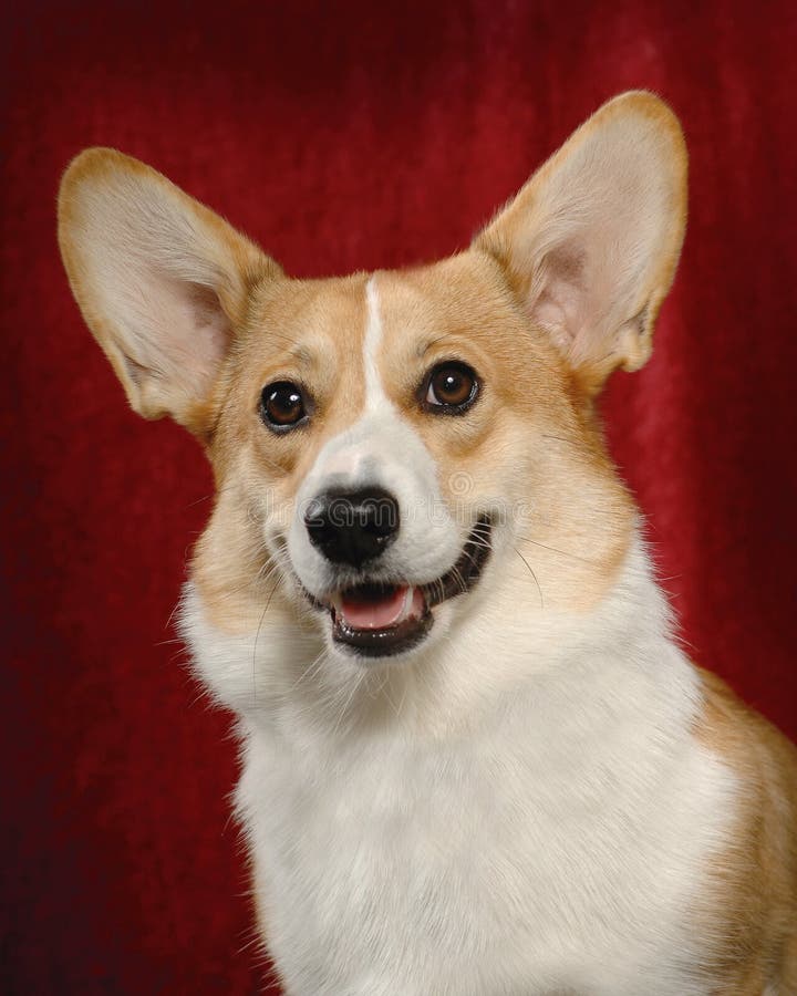 Pembroke Welsh Corgi royalty-vrije stock foto