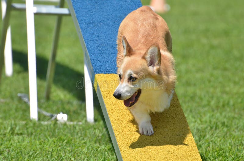 Pembroke Welsh Corgi bij een Dog Agility Trial royalty-vrije stock foto