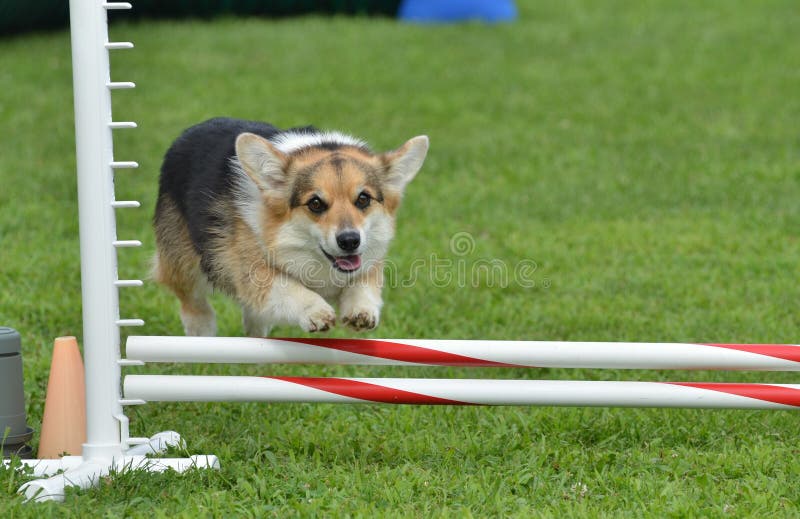 Pembroke Welsh Corgi bij een Dog Agility Trial stock foto