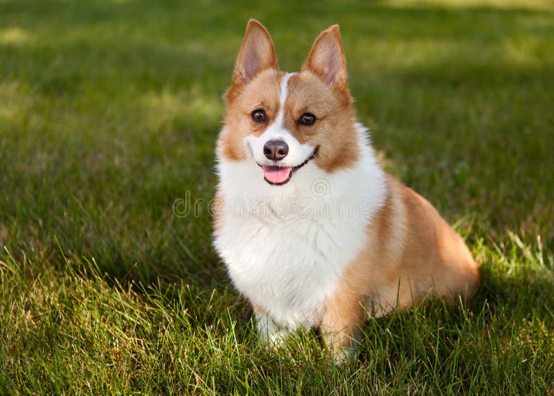 Pembroke Welsh Corgi sitting on lawn