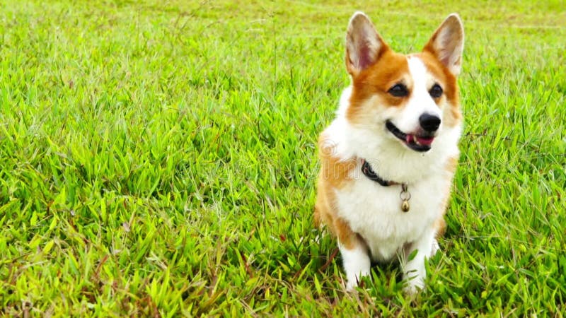 Pembroke Welsh Corgi