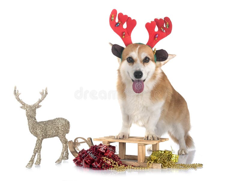 Pembroke Welsh Corgi vector illustratie