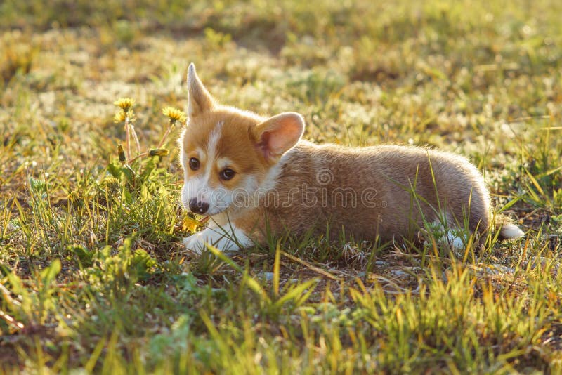 Loveable Pembroke Welsh Corgi puppy lying on green lawn on sunny weather and eating yellow dandelion. Little reddish white doggy walking and resting on fresh air. Loveable Pembroke Welsh Corgi puppy lying on green lawn on sunny weather and eating yellow dandelion. Little reddish white doggy walking and resting on fresh air.