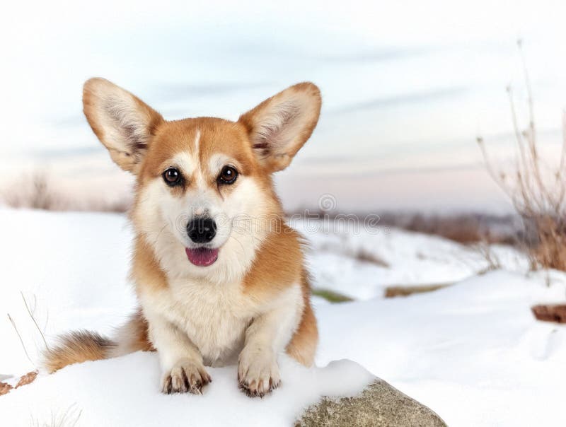 Pembroke Welsh Corgi in de winter royalty-vrije stock foto's