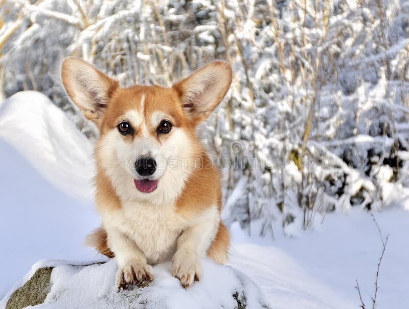 Pembroke Welsh Corgi in de winter stock afbeelding
