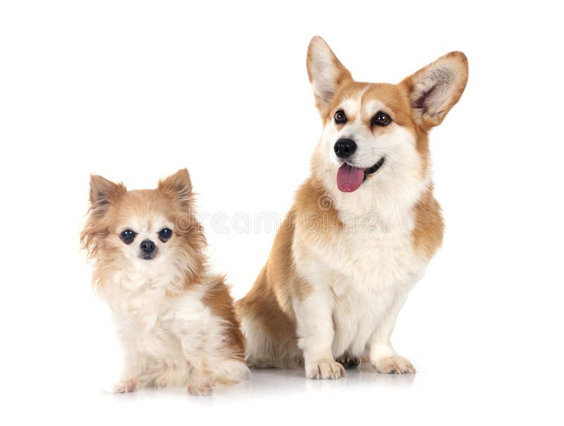 Pembroke Welsh Corgi en chihuahua vector illustratie