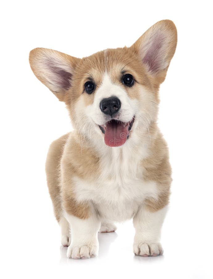 Jonge Pembroke Welsh Corgi stock foto