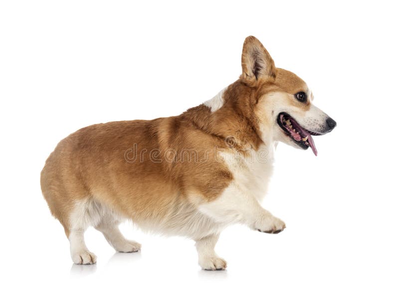 Jonge Pembroke Welsh Corgi royalty-vrije stock foto