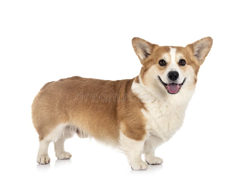 Jonge Pembroke Welsh Corgi stock afbeelding