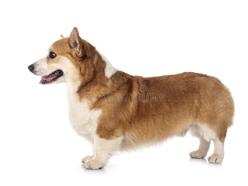 Pembroke welsh corgi royalty-vrije stock afbeeldingen