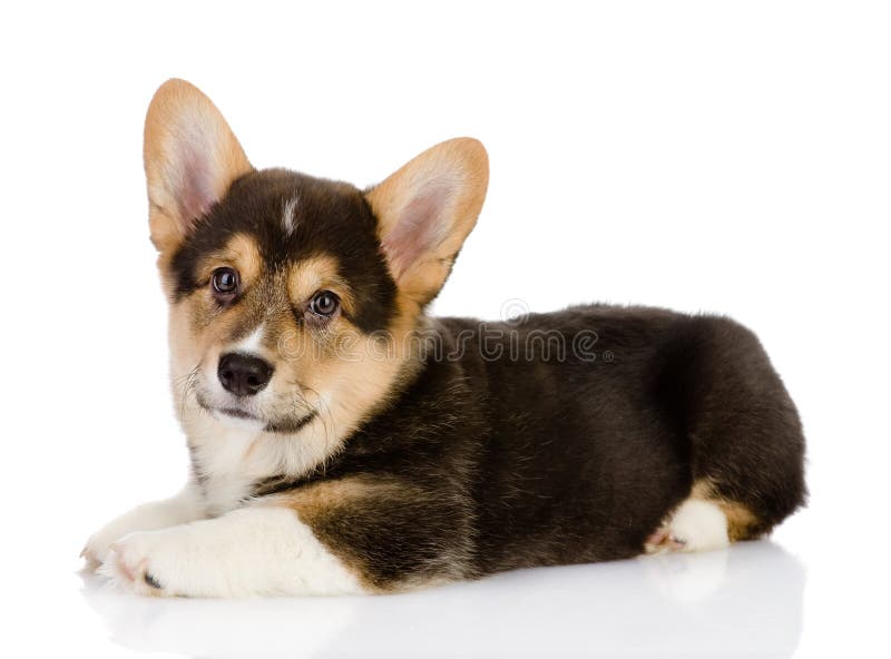 Pembroke Welsh Corgi puppy. royalty free stock photos