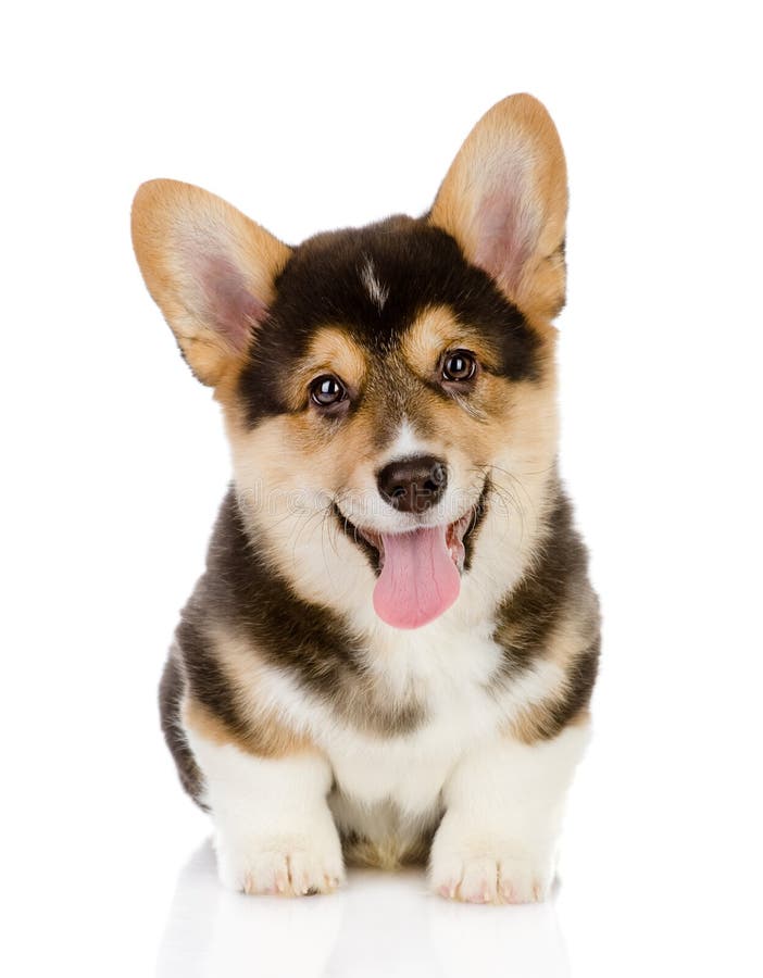 Pembroke Welsh Corgi pup zit stock fotografie