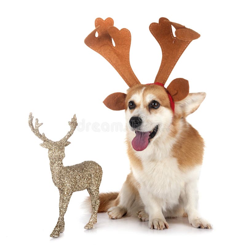 Pembroke Welsh Corgi royalty-vrije stock fotografie